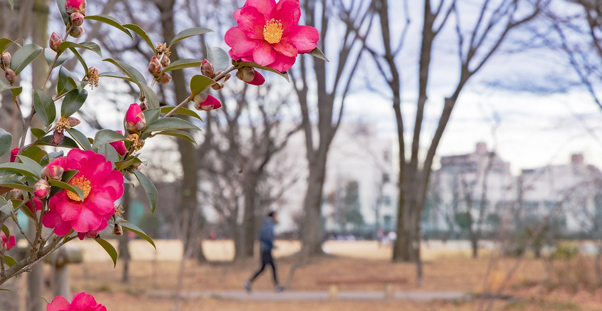 写真：都立武蔵野中央公園の山茶花