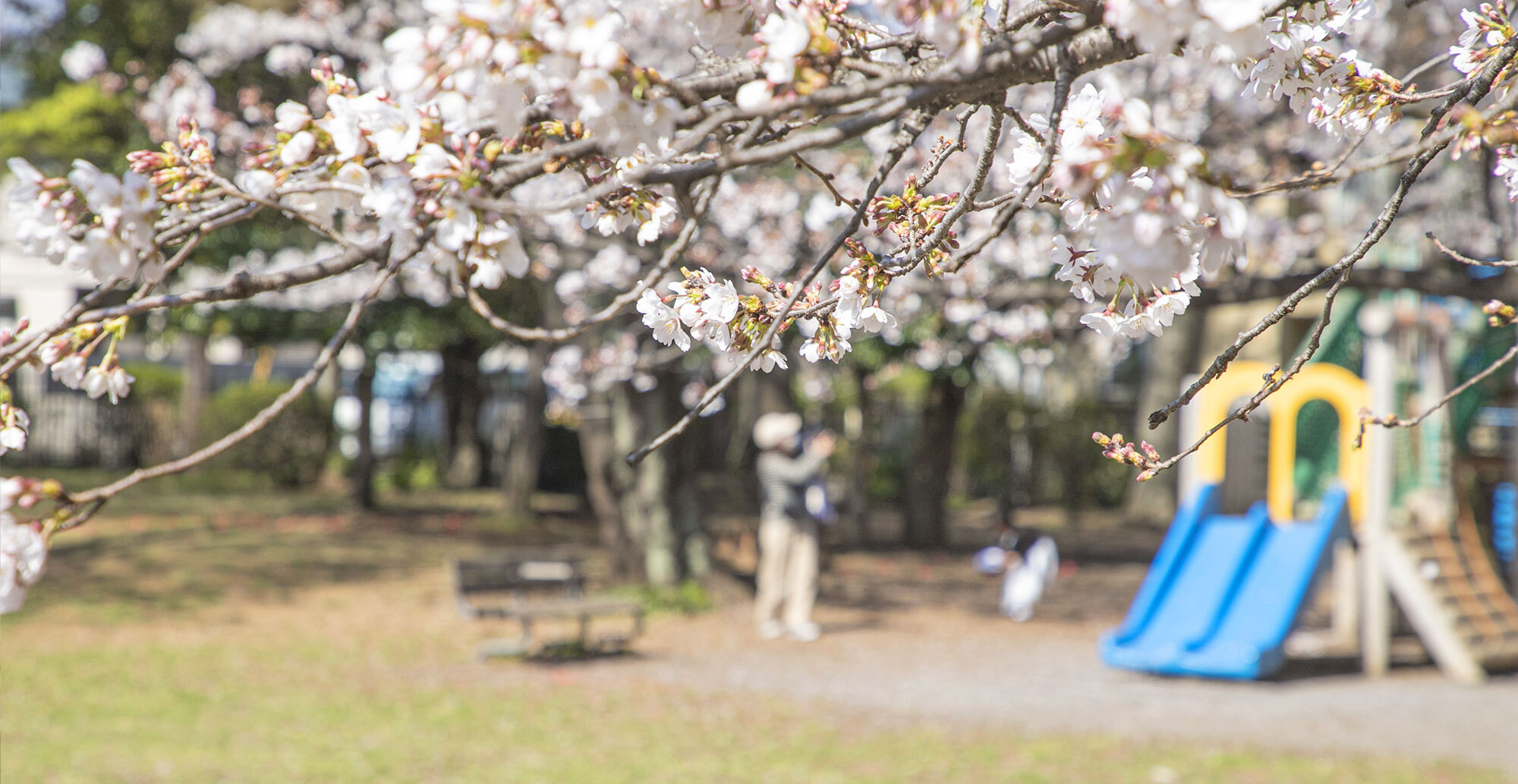 写真：西久保公園の桜