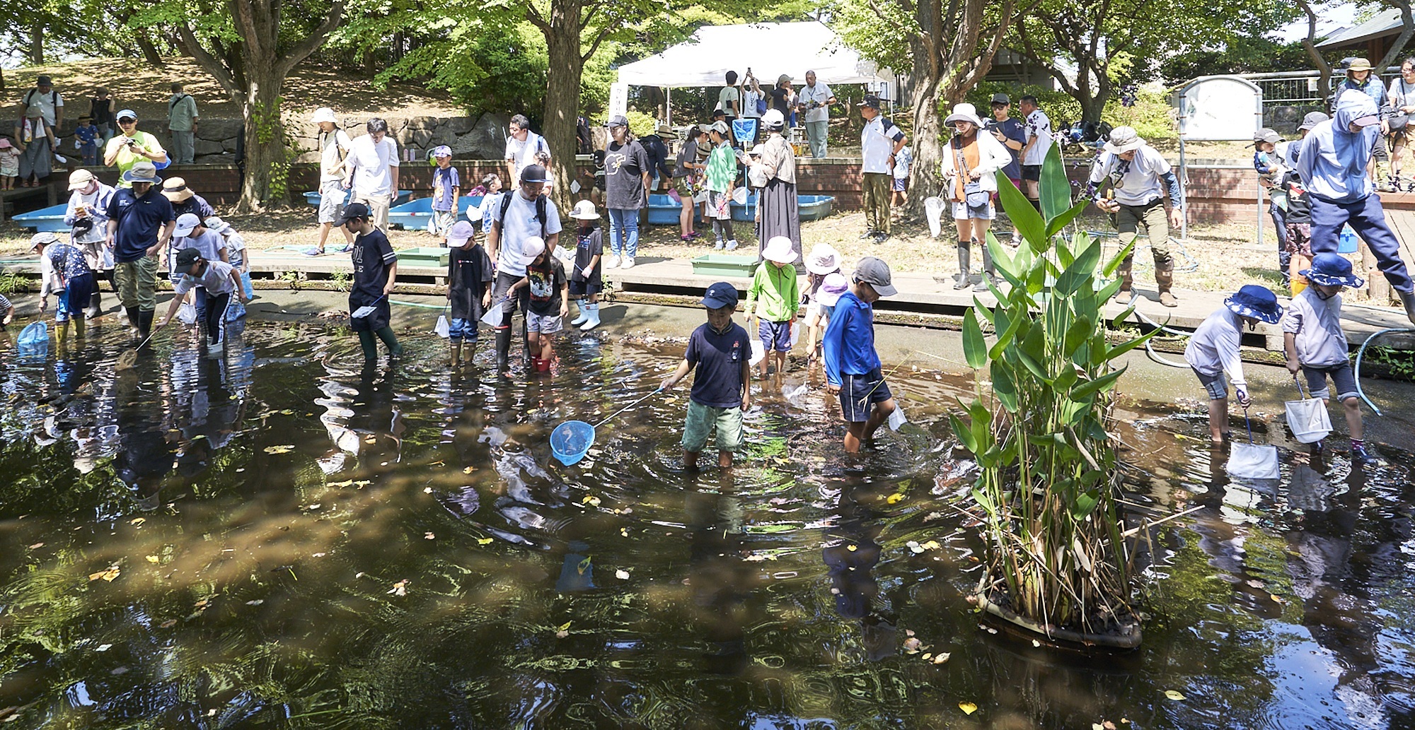 写真：関前公園のかいぼりの様子