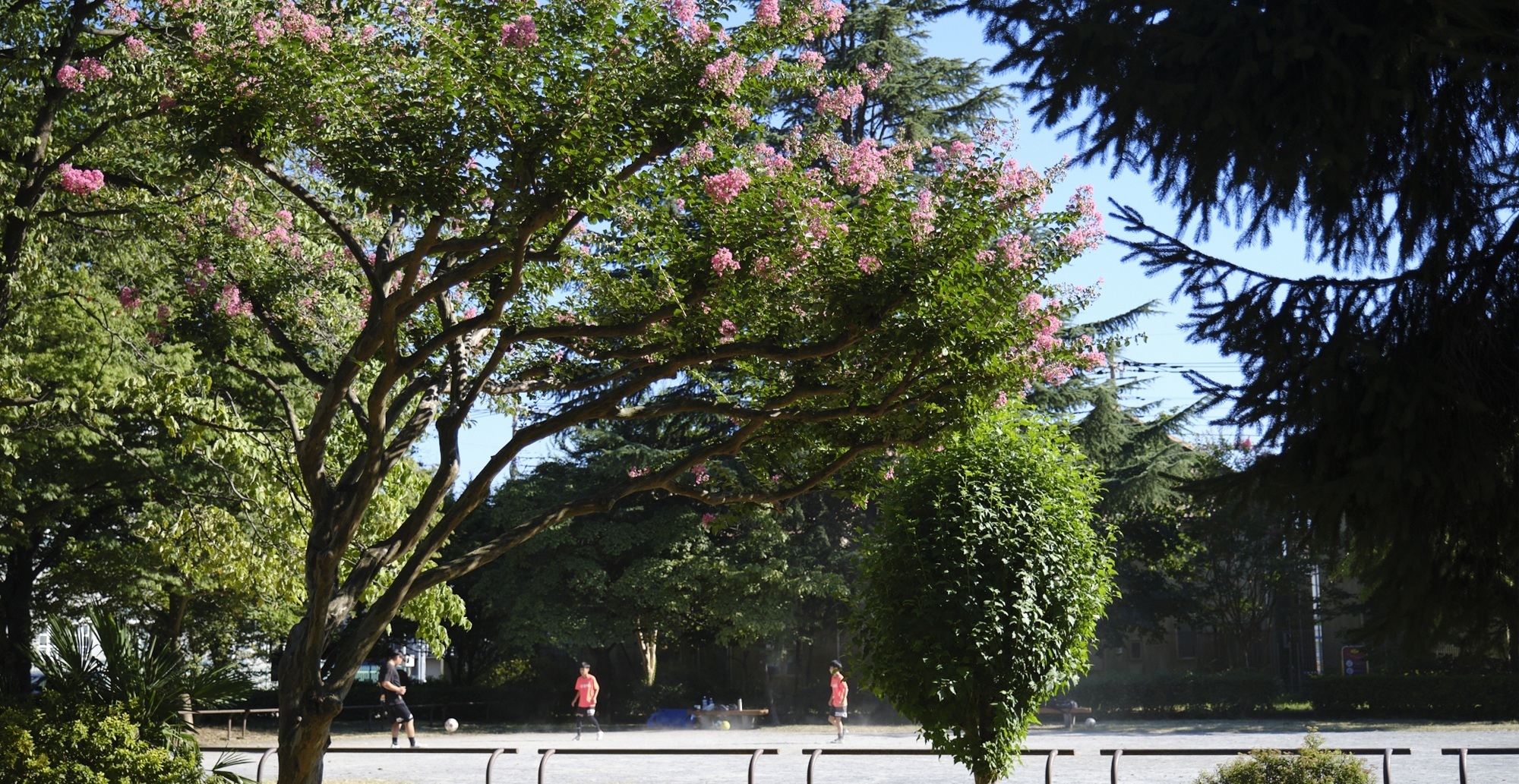 写真：武蔵野中央公園のサルスベリの花