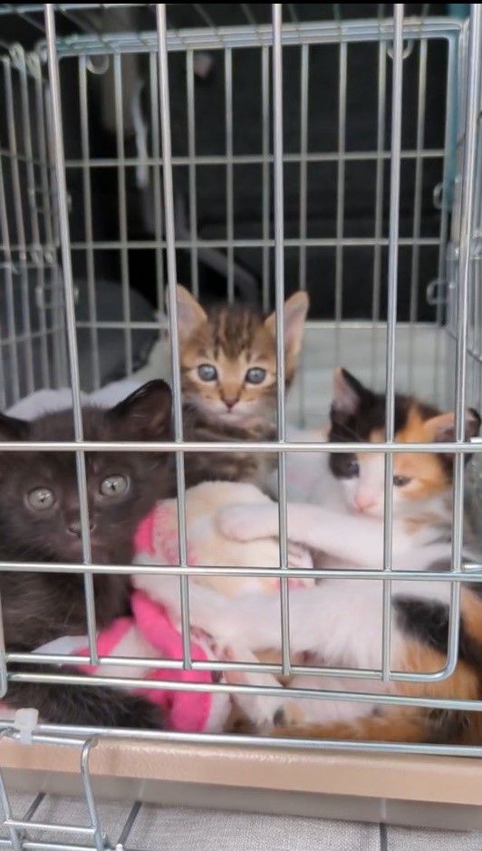 猫の譲渡会の様子(2)