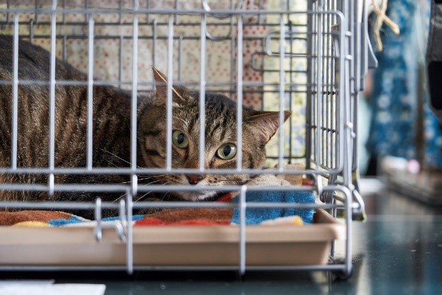 猫の譲渡会の様子(1)