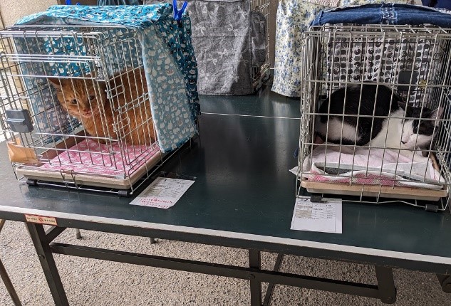 猫の譲渡会の様子(3)