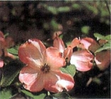 ハナミズキの写真