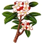 ジンチョウゲのイラスト