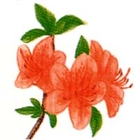 ツツジのイラスト