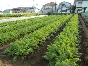武蔵野市内のにんじん畑
