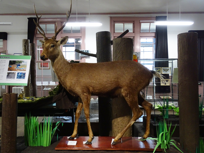 はく製の鹿の写真
