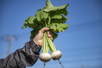 田中さんの農産物の写真3