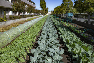 松本さんの農産物の写真2