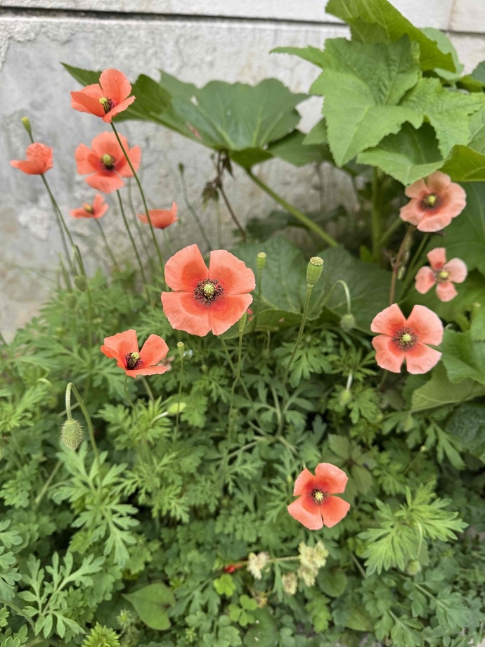 ナガミヒナゲシの写真