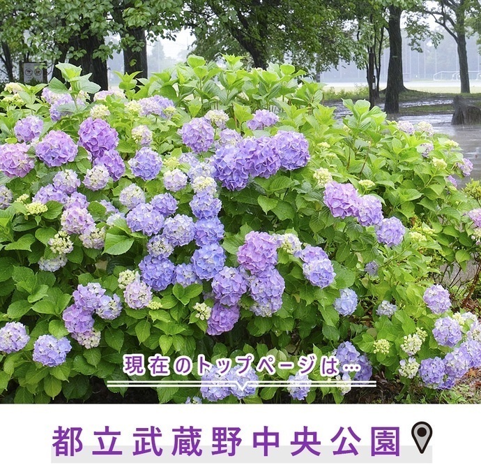 現在のトップページは...都立武蔵野中央公園