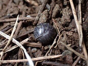 おかだんごむしの写真