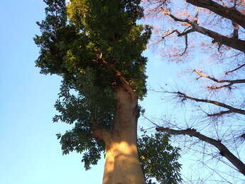 どんぐりゾーンの写真