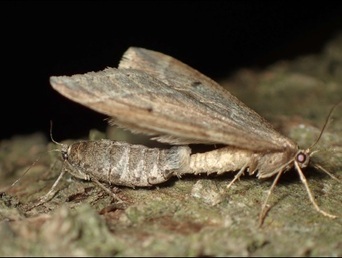 フユシャクのメス、オスの写真