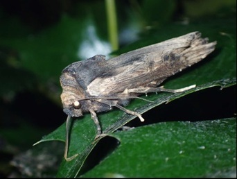 アヤモクキリガの写真