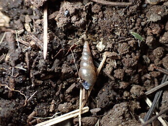 陸産貝類（キセルガイ科の一種）の写真