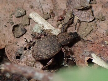 甲虫（ゾウムシ科の一種）の写真