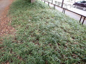 草むらゾーンの写真