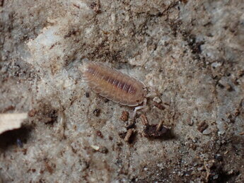 ワラジムシの写真