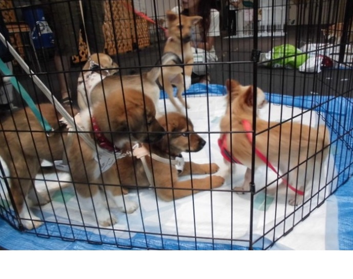犬の譲渡会