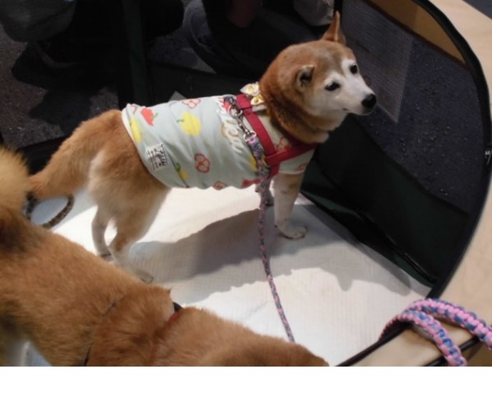 犬の譲渡会の様子