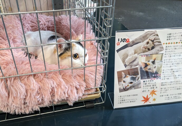 猫の譲渡会の様子(1)