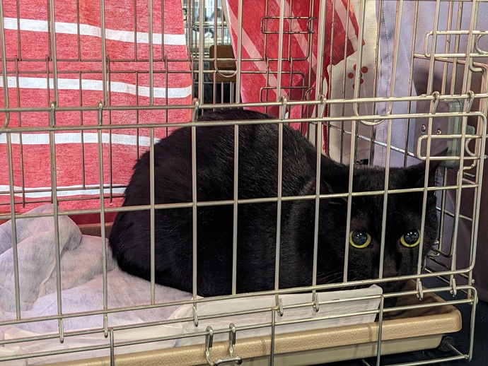 猫の譲渡会の様子(2)