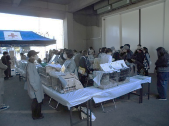 画像：エコreゾートでの猫の譲渡会の様子