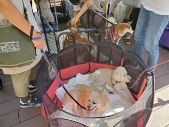 画像：TEAM299主催の犬の譲渡会の様子