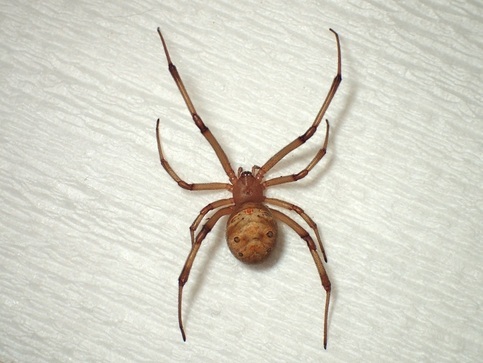 ハイイロゴケグモ