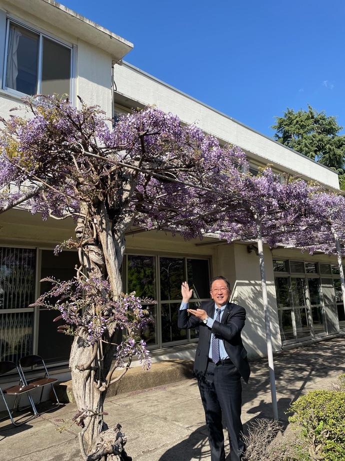 藤の花満開宣言