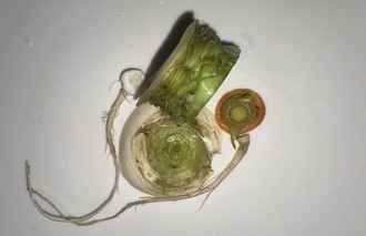 写真：食材の廃棄部分